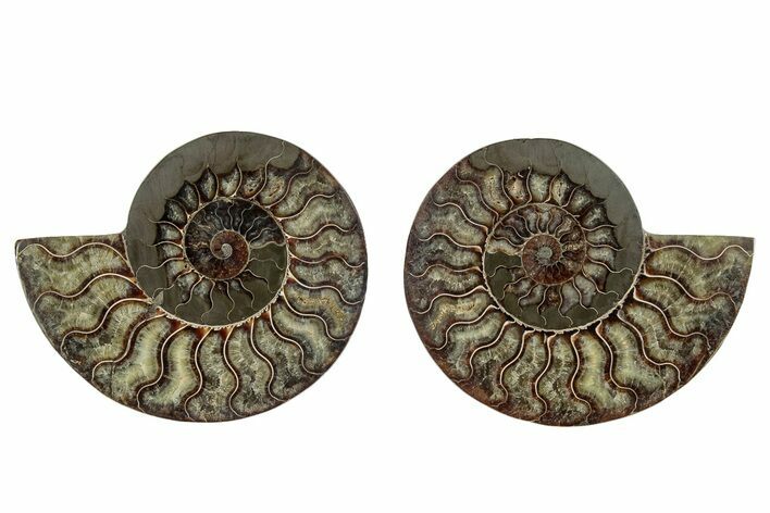 Cut & Polished, Agatized Ammonite Fossil - Madagascar #267974